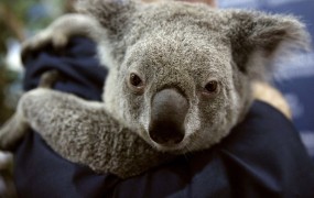 Avstralija bo namenila 28 milijonov evrov za zaščito koal