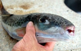 Pri Dubrovniku ujeli eno najbolj strupenih rib na svetu