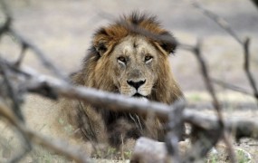Lev ubil ameriško turistko
