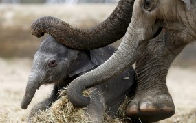 V Tanzaniji se je katastrofalno zmanjšalo število slonov