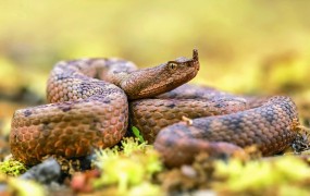 Nizozemka na hrvaški gori hotela božati najbolj strupeno kačo v Evropi