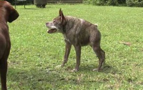 To je Quasi Modo, najgrši pes na svetu
