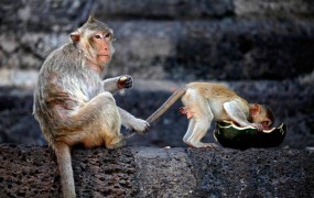 Opica v indijskem templju ukradla torbico in vernikom zmetala denar
