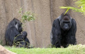 Živalski vrt prepovedal vstop "čarovniku in zdravilcu", ki je vznemirjal gorile