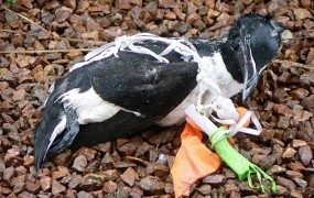 Odpadna plastika vse bolj ogroža populacijo morskih ptic