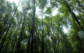 Na Zemlji raste več kot tri bilijone dreves