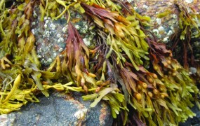 Alge opustošile norveške farme lososov
