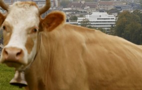 Francozu na avto padla pol tone težka krava