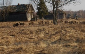 V Černobilu 30 let po jedrski katastrofi živi obilica živali