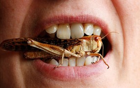 Kdo bo prvi ugriznil? Agencija EU insekte priporoča kot hrano