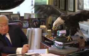 VIDEO: Donalda Trumpa napadel orel, simbol Amerike