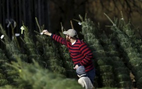 Nemci kupili skoraj 30 milijonov božičnih dreves