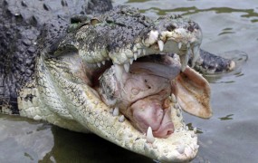 Krokodili po poplavah terorizirajo avstralsko mesto