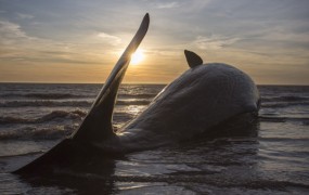Na obalo Nemčije naplavilo osem poginulih kitov glavačev
