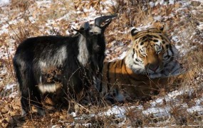 Kozliček in sibirski tiger nič več prijatelja, a ostajata soseda