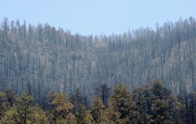 Albanija na pragu "ekološke katastrofe", zato so za 10 let prepovedali sečnjo dreves