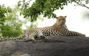 Leopard zašel v šolo v Indiji
