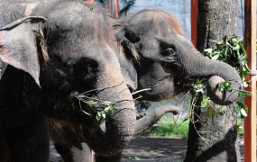 Podivjani slon v Indiji uničil okoli sto hiš in drugih zgradb