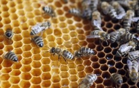 Razkritje: Deset čebelarjev, ki je uporabljalo prepovedana zdravila