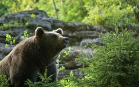 Pri Črni na Koroškem opazili medveda
