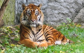 Število prosto živečih tigrov se povečuje