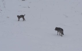 VIDEO: Kaj se zgodi, ko volk sreča risa v zasneženi divjini?