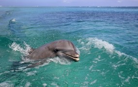 Brezobzirni kopalci so do smrti izmučili izgubljenega mladiča delfina