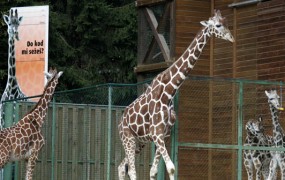 V živalskem vrtu žalujejo: panični žirafji samec Reinhold si je razbil glavo