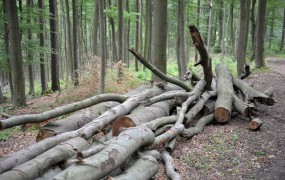 Delavec umrl pri sečnji lesa pri Črmošnjicah 