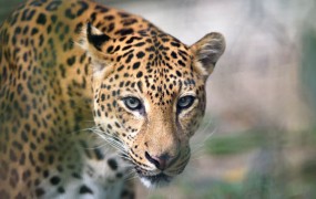 Na slovesnosti ob predaji olimpijske bakle ubili samico jaguarja
