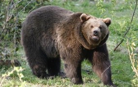 Na Gorjancih je medved poškodoval lovca
