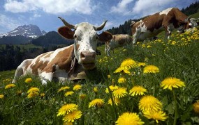 Slovenski raziskovalci: Uživanje kravjega mleka ne škodi zdravju