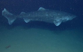 V vodah Grenlandije plavajo 400 let stari morski psi
