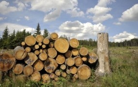 Zaradi sprememb upravljanja z državnimi gozdovi nekateri gozdarji na robu propada