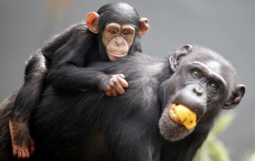 Božična darila tudi za opice v živalskem vrtu