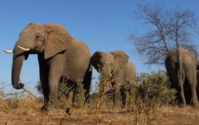 Afriški sloni zaradi krivolova že resno ogroženi