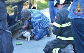 Po 32 dneh od potresa v Amatriceju rešili mačka Rocca