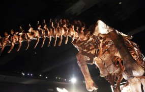 V Braziliji v skladišču našli okostje 25 metrov dolgega dinozavra
