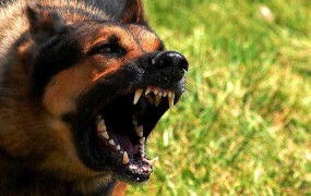 Sodišče Hrvatu ukazalo premestitev psa, ki z lajanjem para živce sosedi