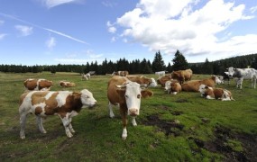Da bi preprečili napade krav na planince, v Avstriji uvajajo pravila vedenja na gorskih pašnikih
