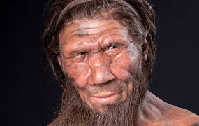Neandertalci so menda uporabljali aspirin za zobobol