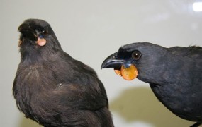 Na Novi Zelandiji ponudili nagrado za namige o "izumrlem" ptiču