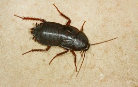 Osiječani zgroženi ob invaziji ščurkov: Med hojo čutiš, kako ti ščurki "hrustajo" pod nogami