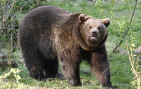Medved lomastil po slovaškem mestu, za njim pa policija