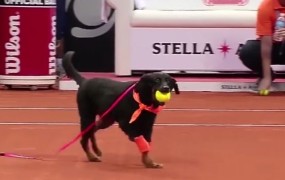 Teniškim igralcem v Braziliji bodo žogice pobirali psi