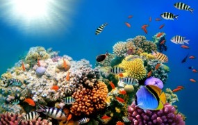 Ekološka katastrofa! Velik del koral je že mrtev