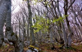 Slovenski bukovi gozdovi uvrščeni na seznam svetovne dediščine Unesca