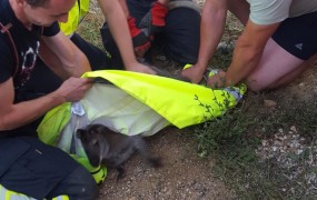 FOTO: Policija v vinogradu v Trebnjem lovila pobeglega kenguruja