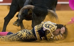Na Majorki prepovedali ubijanje in poškodovanje bikov v bikoborbah