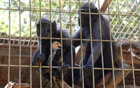 Ker ni imela boljše družbe, je opica v živalskem vrtu posvojila kokoš